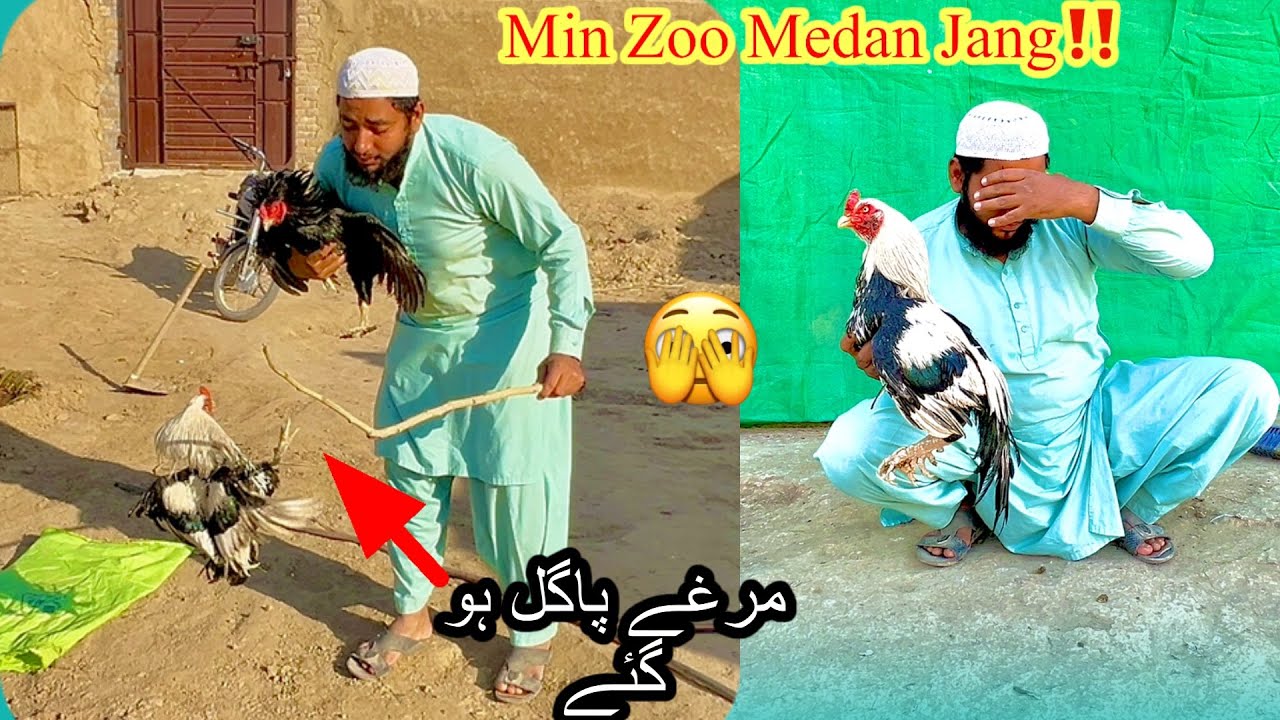 Aseel Pagal Hugye 🫣 Mini Zoo Medan Jang ‼️