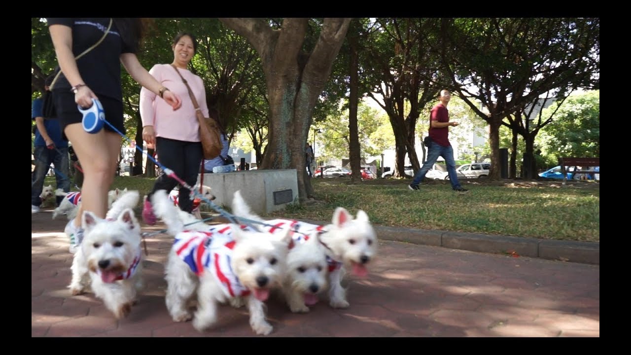 Westie parade in Taiwan #2 Nov.26,2017