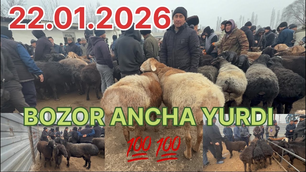 Bugungi Qo‘y Bozori 🔥🔥– Narxlar va Tanlovlar 🐑
