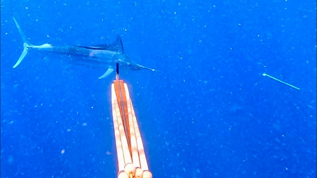 Spearing a Black marlin with Riffe 120 euro reel speargun & spearfishing throw flasher