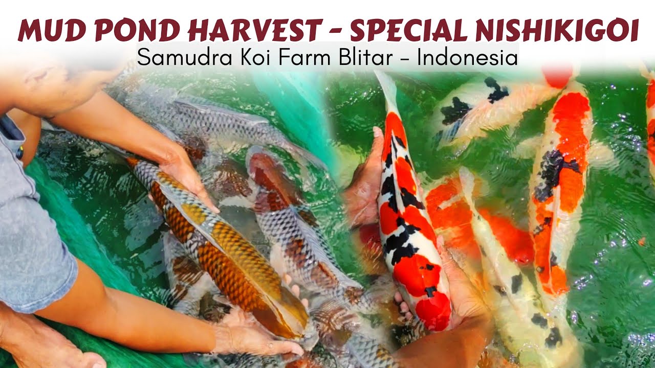 PANEN KOI KELAS SULTAN  ❗GUDANGNYA KOI JUMBO BERKUALITAS | SAMUDRA KOI BLITAR