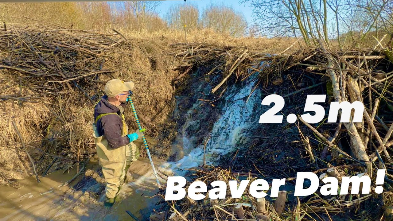 Most Exhausting Beaver Dam Drain.