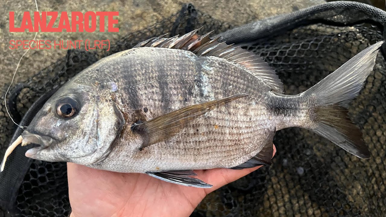 Lanzarote LRF Multi-Species Fishing