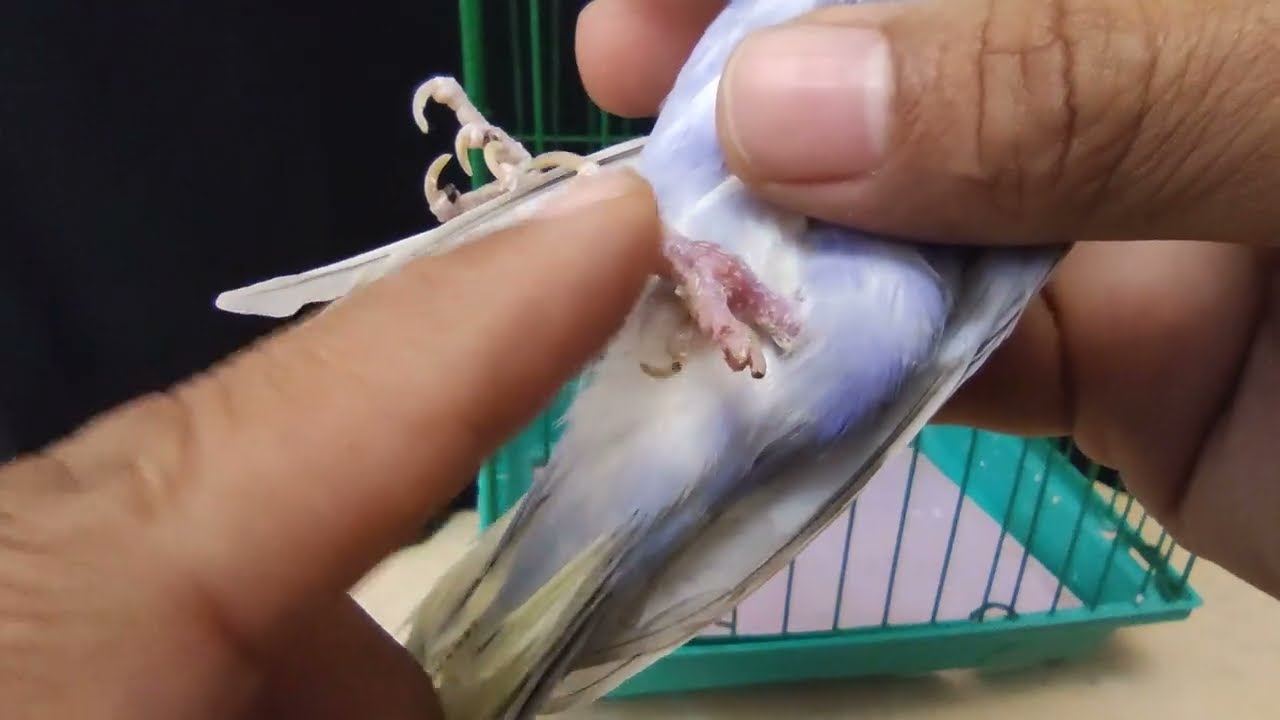 علاج كسر رجل العصفور