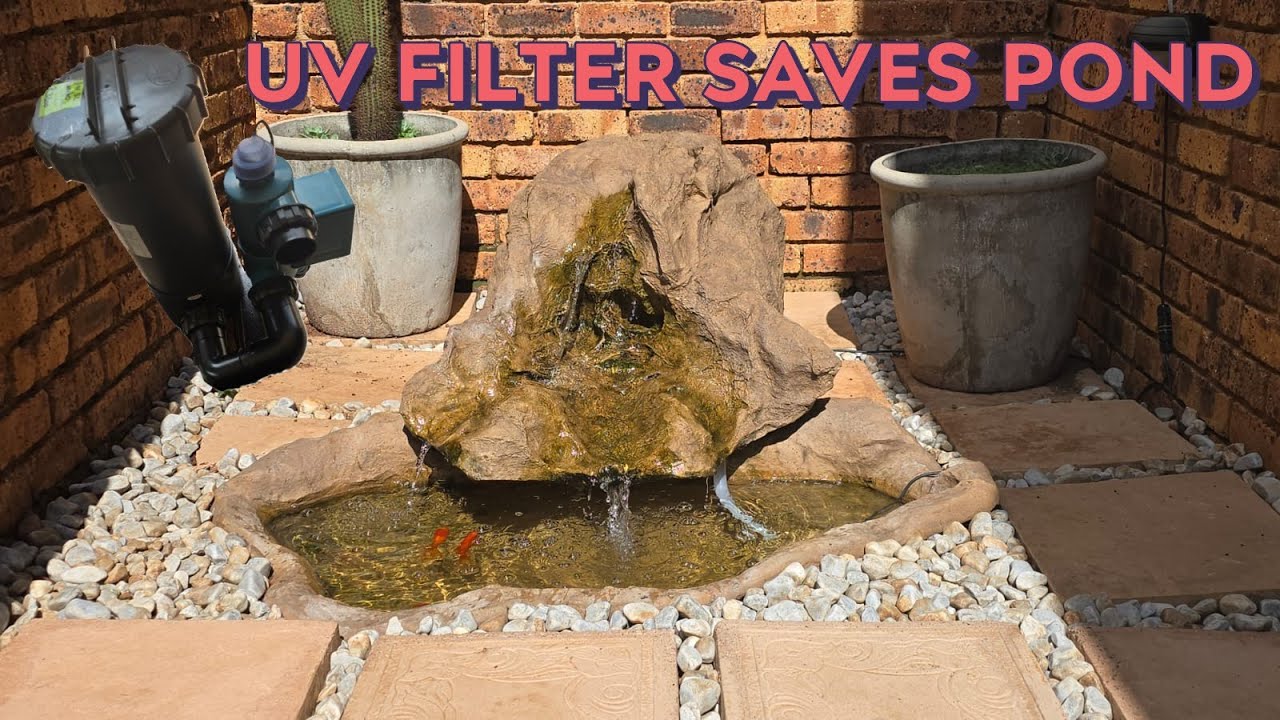 Pond Owners Are STUNNED by This UV Filter Solution! Fish pond