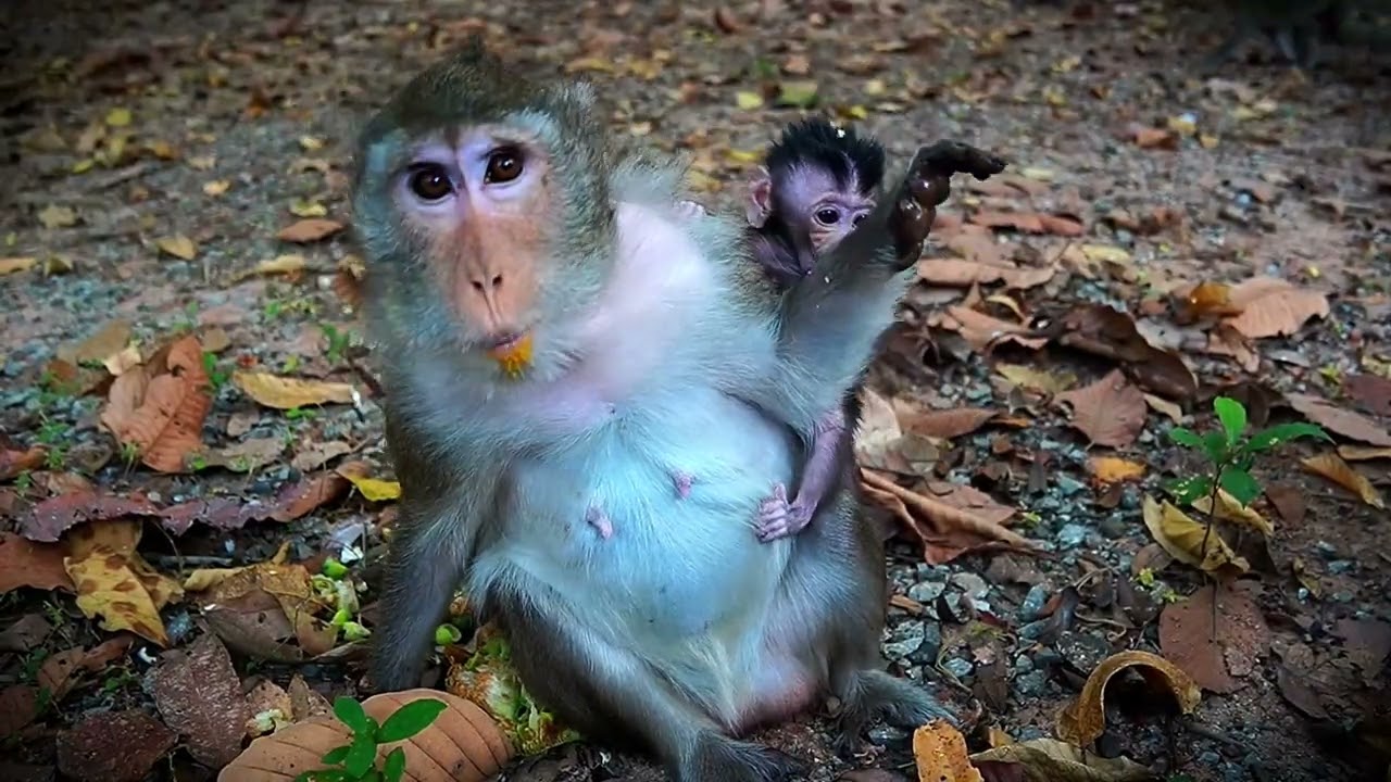 Feeding Monkey ANNA AND Little Girl AMELIA