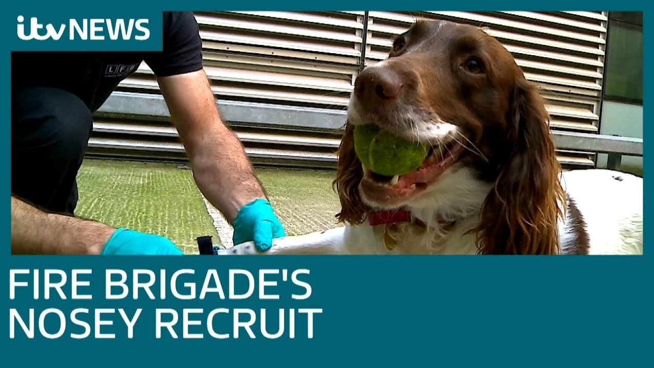 London Fire Brigade's new four legged recruit | ITV News