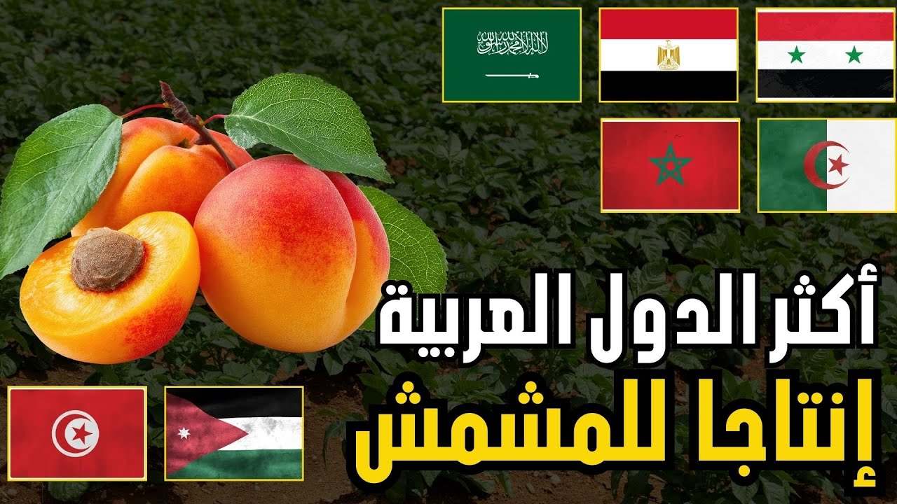🍑 من يتصدر إنتاج المشمش في الدول العربية ؟  ترتيب الدول العربية حسب إنتاج المشمش(تقرير الفاو 2026)