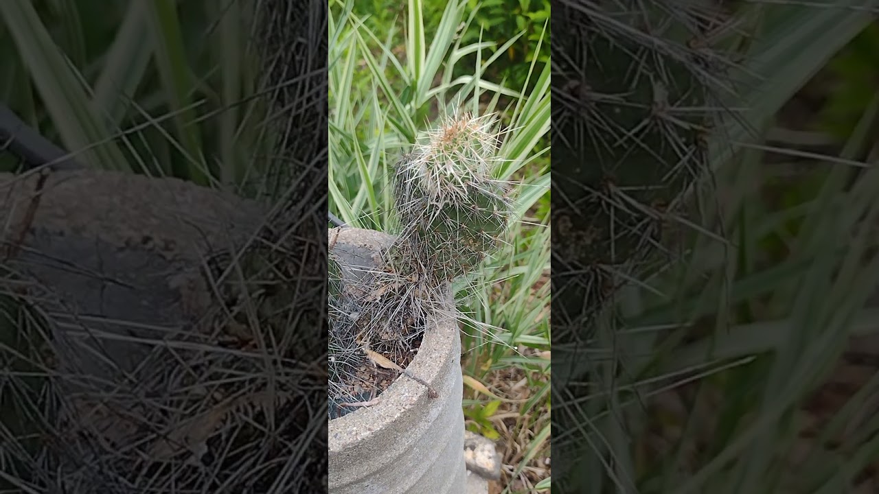 Minnetonka Minnesota cold hardy cactus and succulents 2025