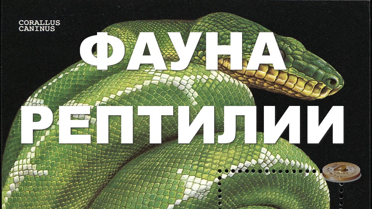 Фауна. Рептилии