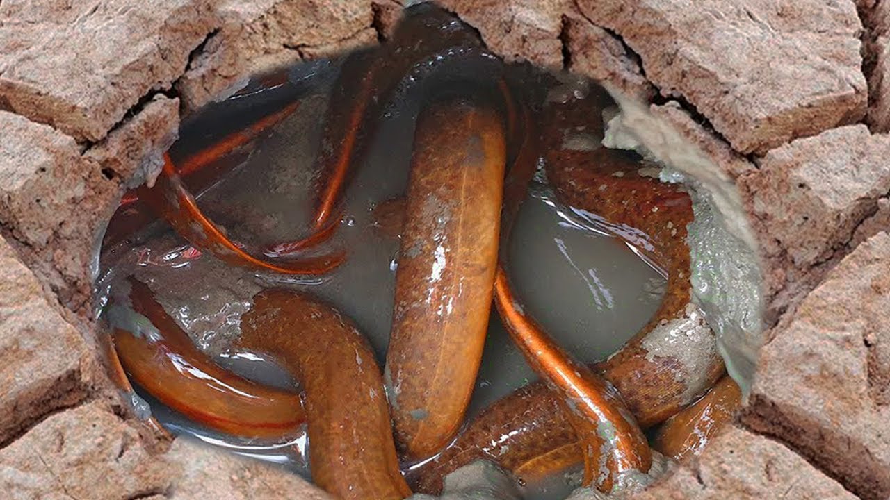 Amazing Catch! Big Eel Hiding Under Thick Mud | Traditional Eel Catching in Dry Season