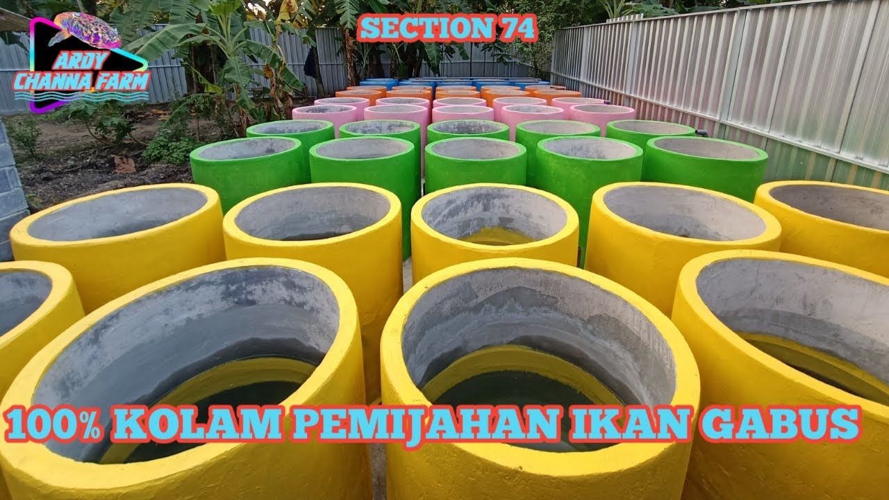 Kolam Pemijahan Ikan Gabus Sudah Jadi 100%