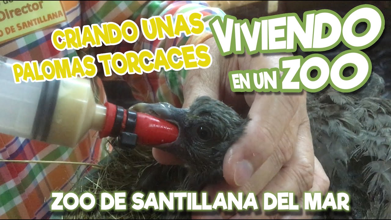 Criando unas Palomas torcaces