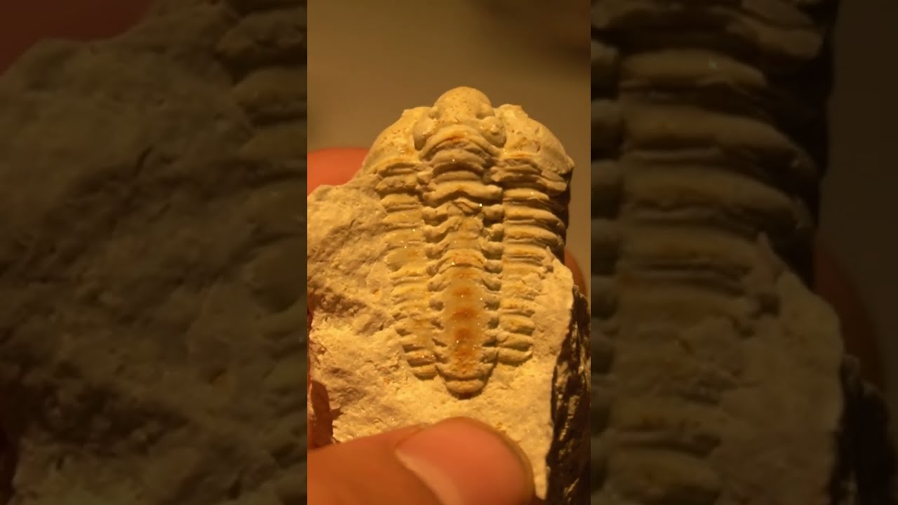 Fossil Hunter Breaks 425 Million Year Old Rock & Finds THIS! #shorts