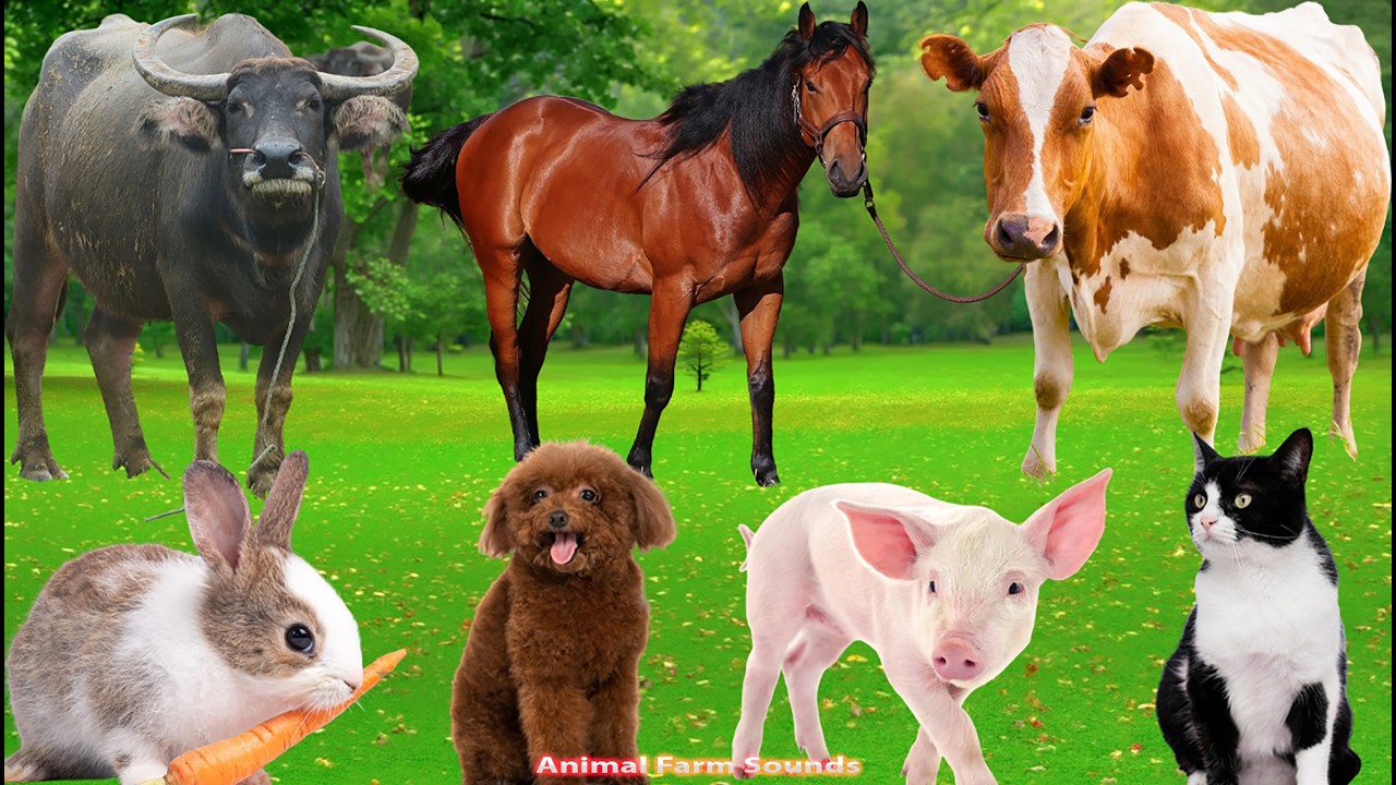 Farm Animal Sounds: Cat, Chicken, Horse, Fish, Buffalo, Elephant, Sheep, Cow, Dog – Animal Sounds