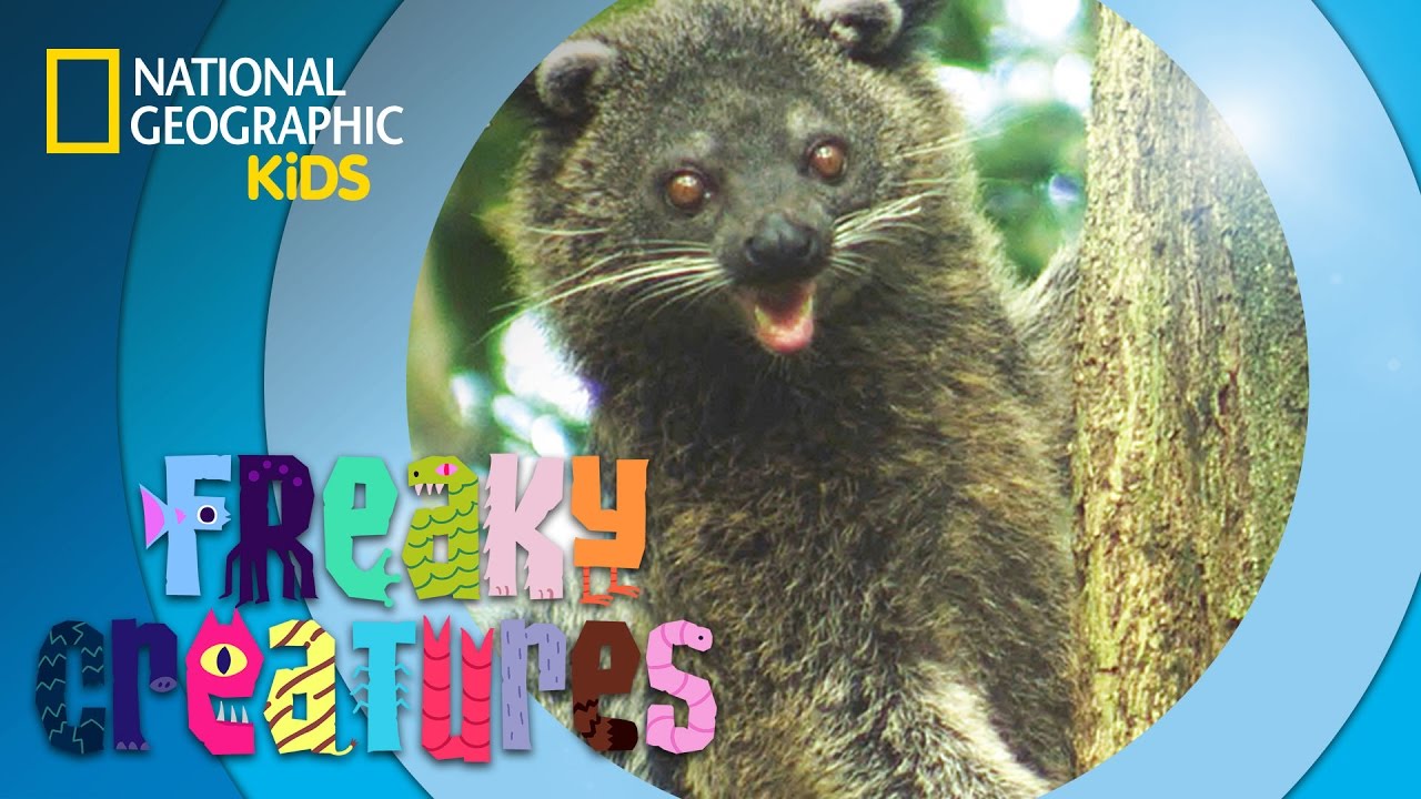 Binturong Smells Like Popcorn I Freaky Creatures
