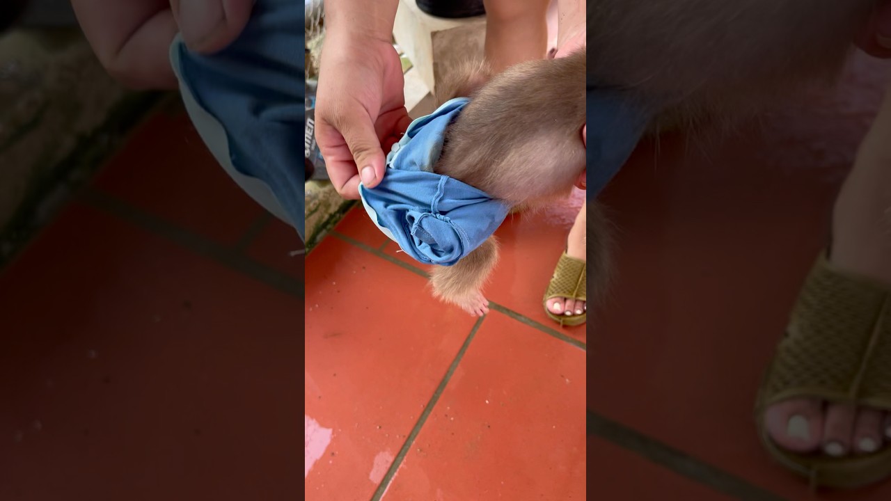 Mother washes baby monkey's butt😤🙈