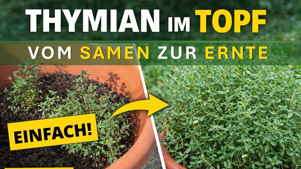 Thymian im Topf: Von der Aussaat bis zur Ernte (Schritt-f&uuml;r-Schritt).