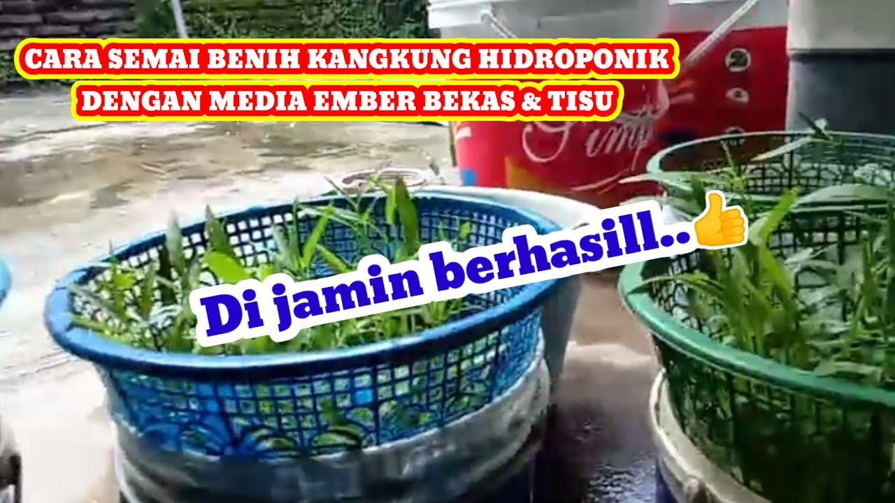 Cara semai kangkung hidroponik hanya dengan media ember bekas dan tisu