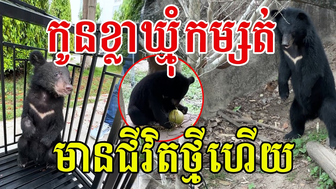 កូនខ្លាឃ្មុំគួរឱ្យស្រលាញ់ ធំប្លែកលឿនណាស់ ពេលនេះគេមានក្ដីសុខហើយ