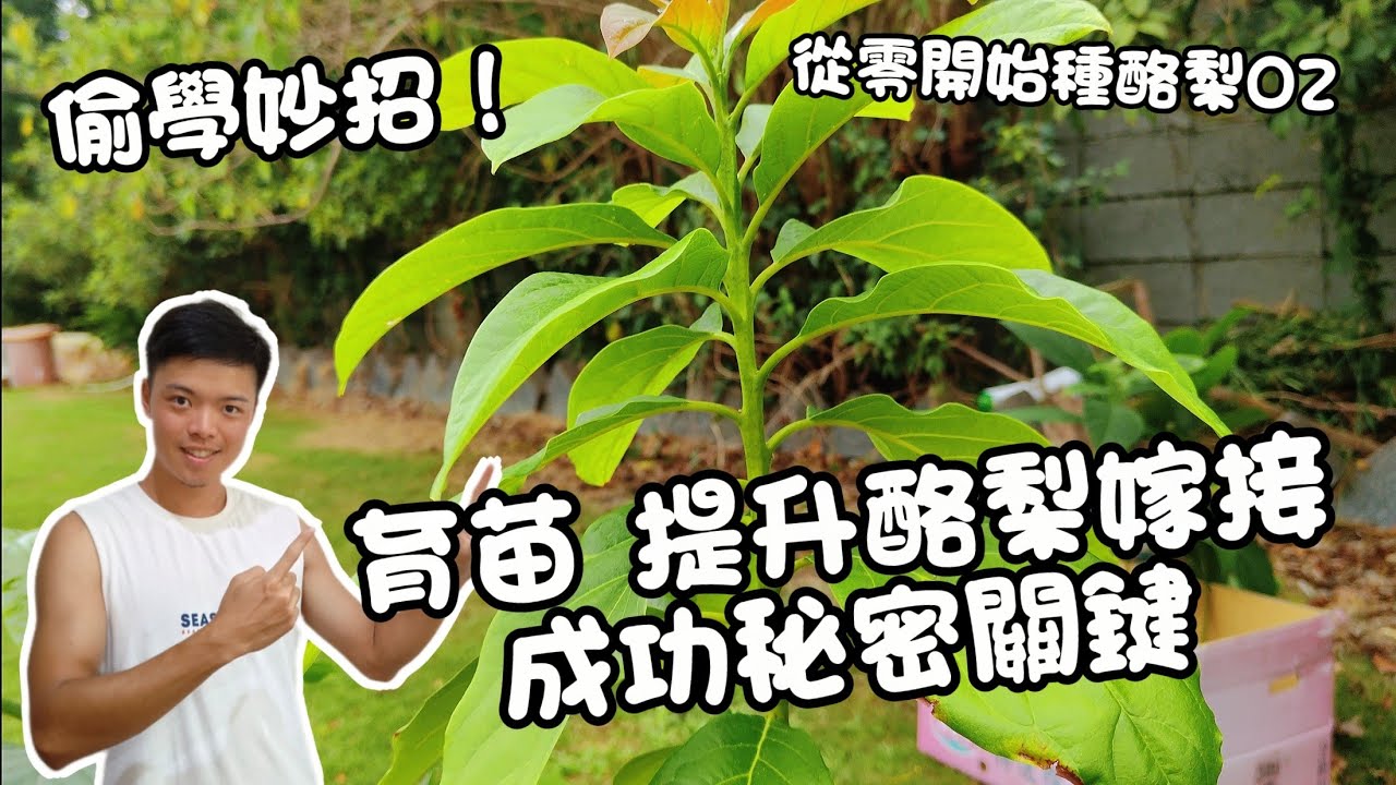 為何你育苗嫁接會失敗！ 從零開始種酪梨02 酪梨嫁接選芽！ 土壤改良 酪梨盆栽種植必學！ 如何嫁接教學 紅龍兄