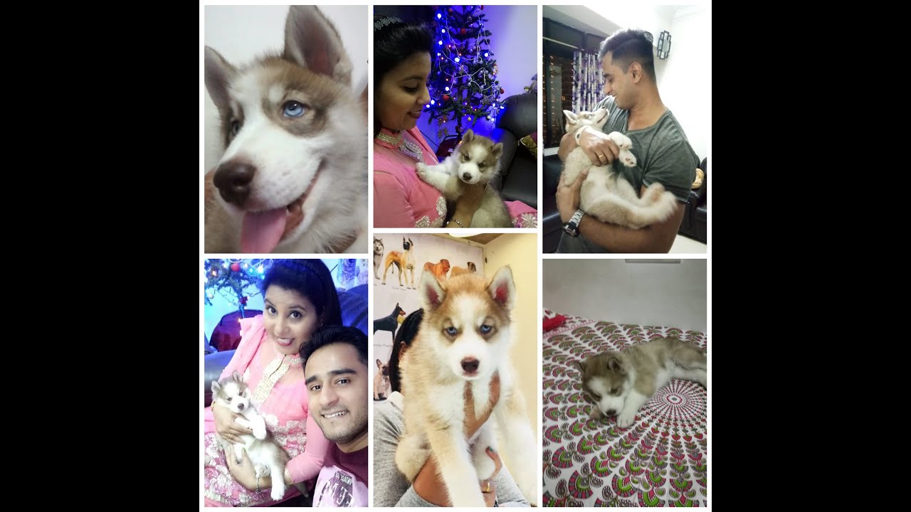 BEAUTIFUL MOMENTS OF CUTIE PIE SIBERIAN HUSKY NAMED LAADO | HUSKY IN INDIA | SIBERIAN HUSKY MUMBAI