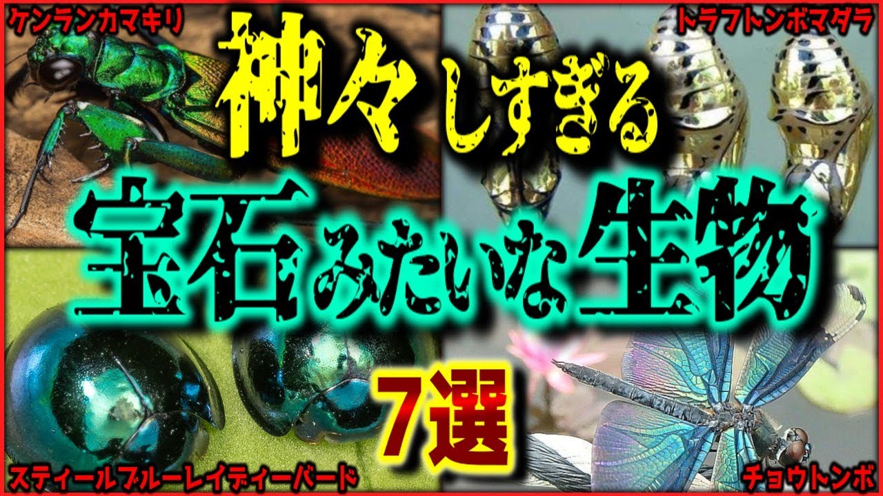 【閲覧注意】生きる宝石！世界一綺麗といわれる、見目麗しい生き物 7選【ゆっくり解説/作業用BGM/睡眠用/9割が知らない】