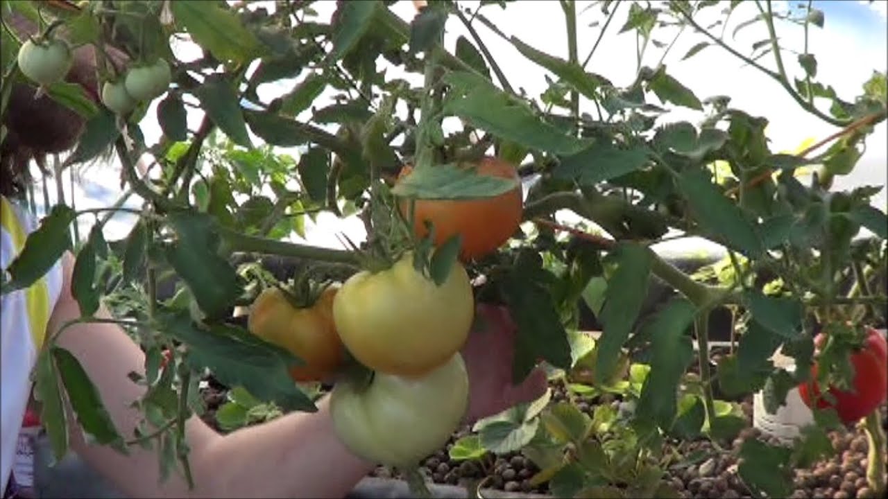 Stressing Tomato Plants to Force Fruiting