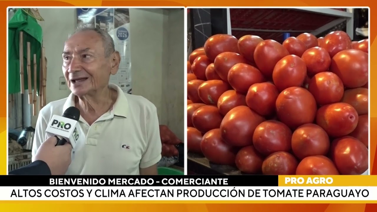 Altos costos y clima afectan producción de tomate paraguayo