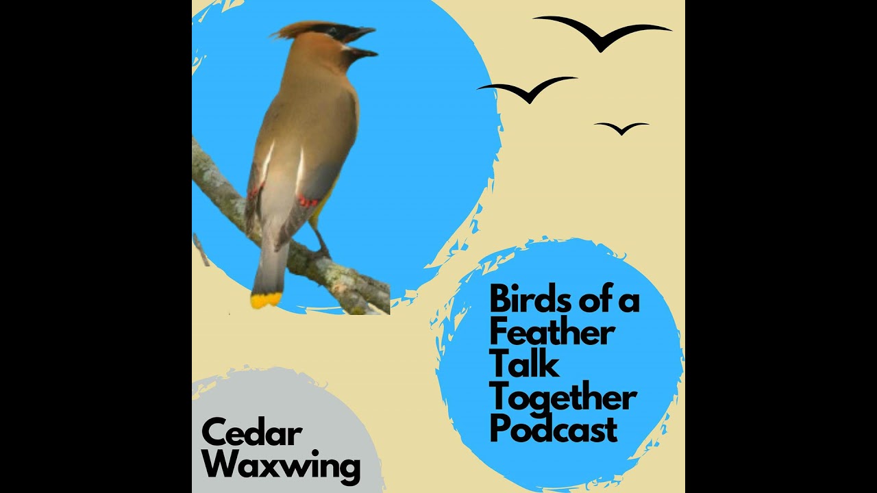 130: Cedar Waxwing
