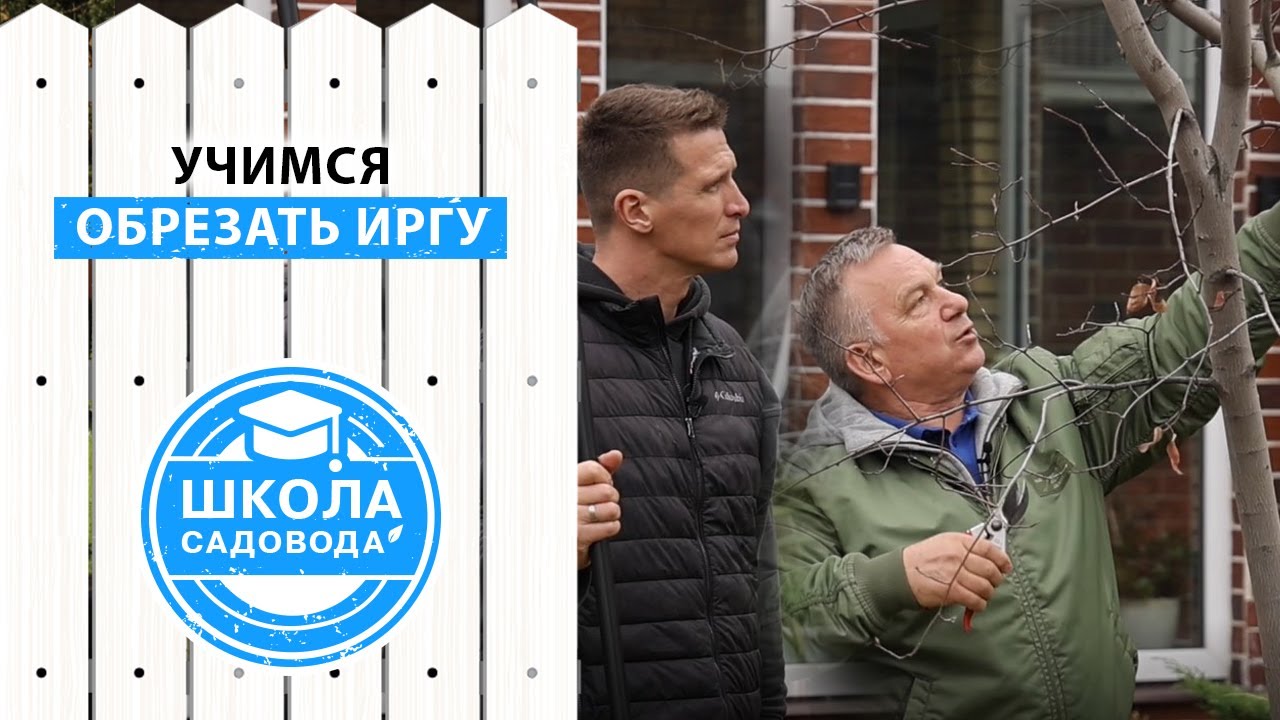 Нужно ли обрезать иргу? Секрет обрезки ирги. Узнайте, как правильно делать обрезку плодовых