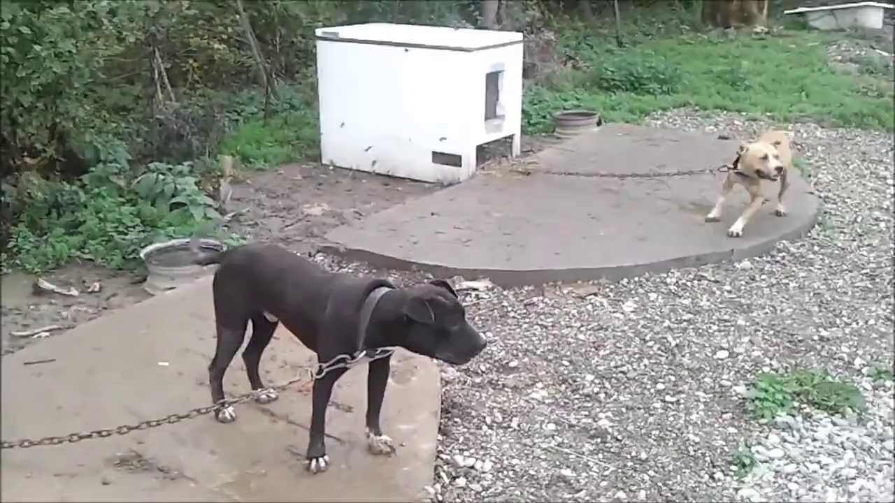 MRKELA KENNELS YARD