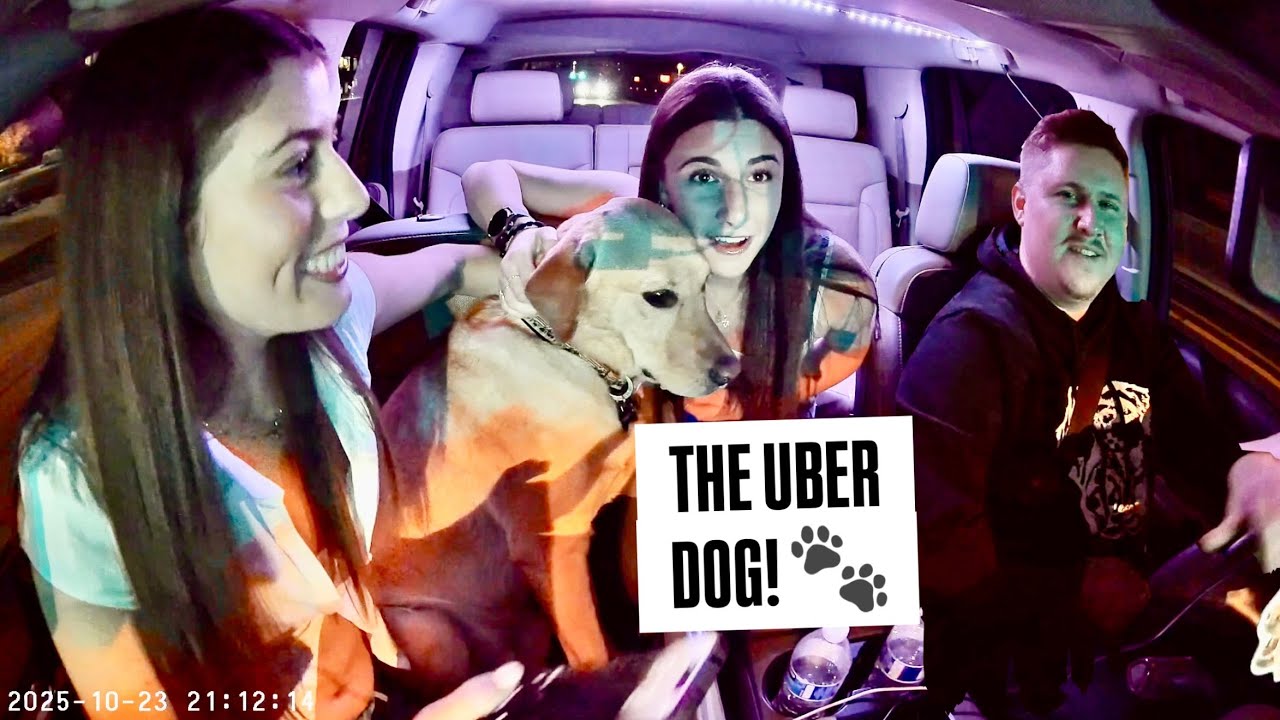 Знаменитая собака Uber удивляет пассажиров!