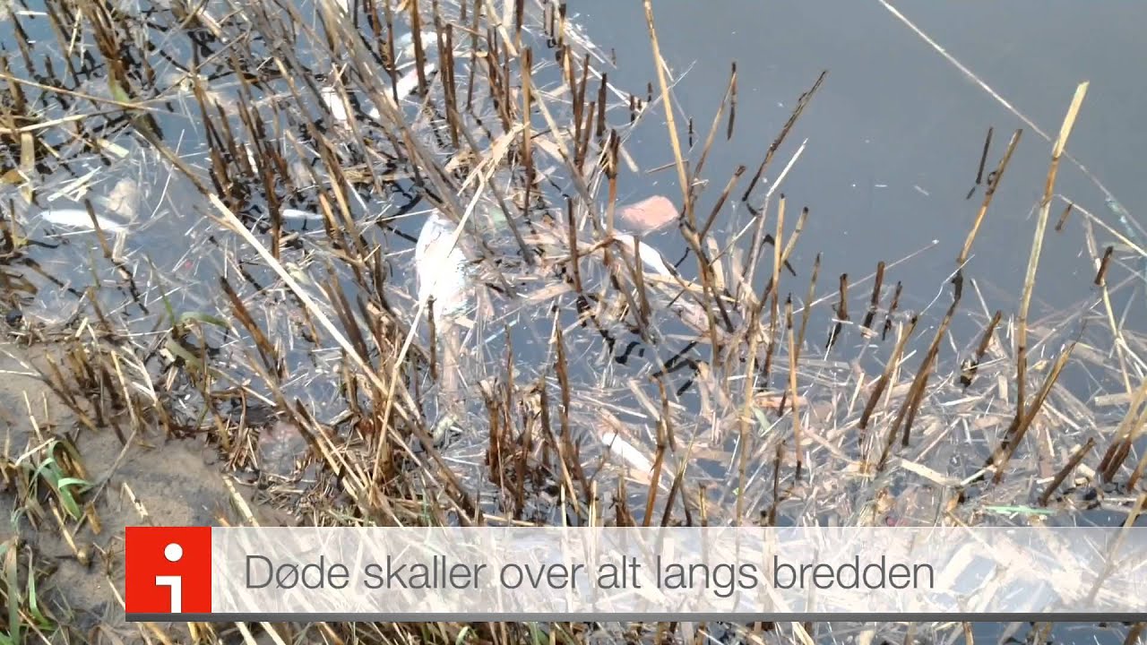 T&Oslash;NDER: Fisked&oslash;d i Galgestr&oslash;mmen