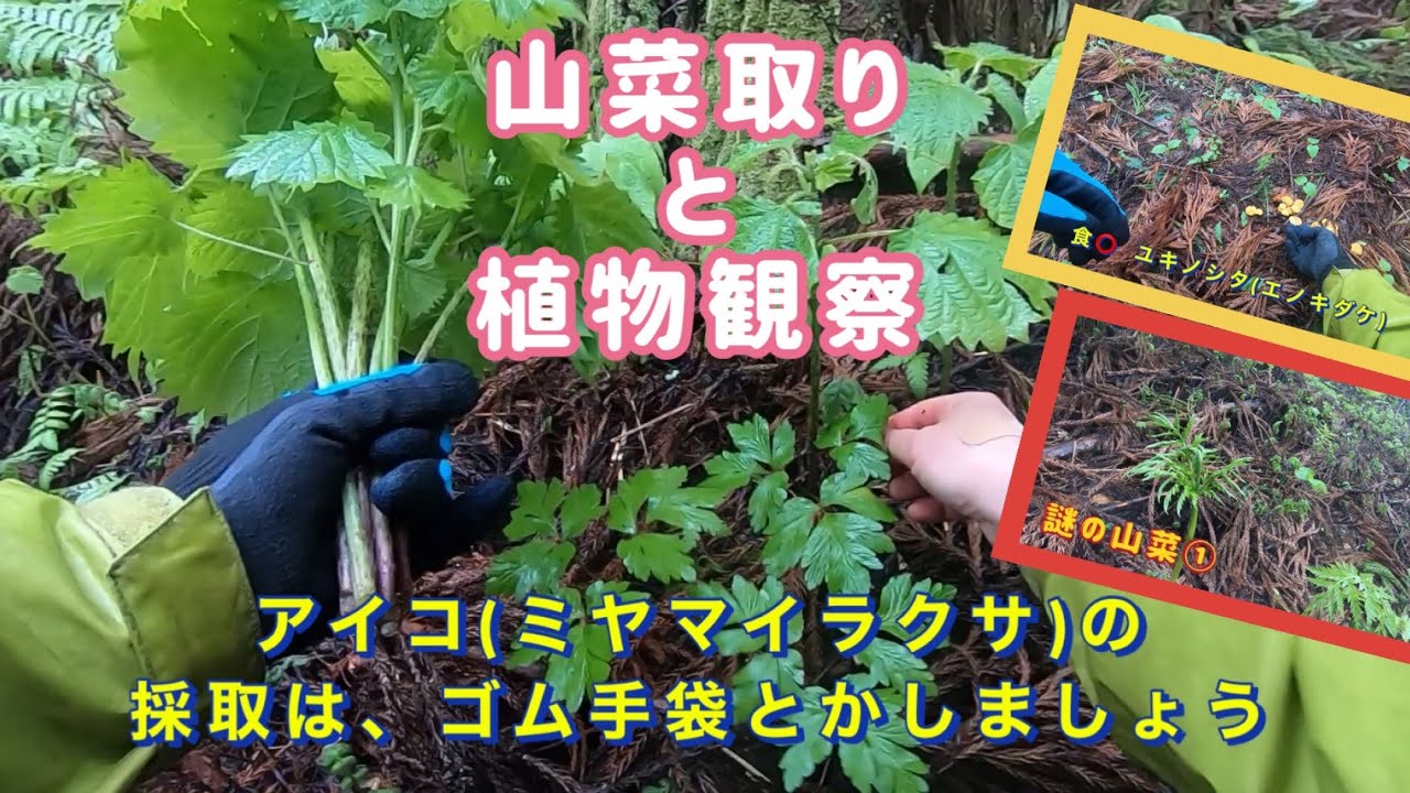 里山の山菜取りと植物観察　ミヤマイラクサ(アイコ)が判りました　わらびとヨブスマソウetc..