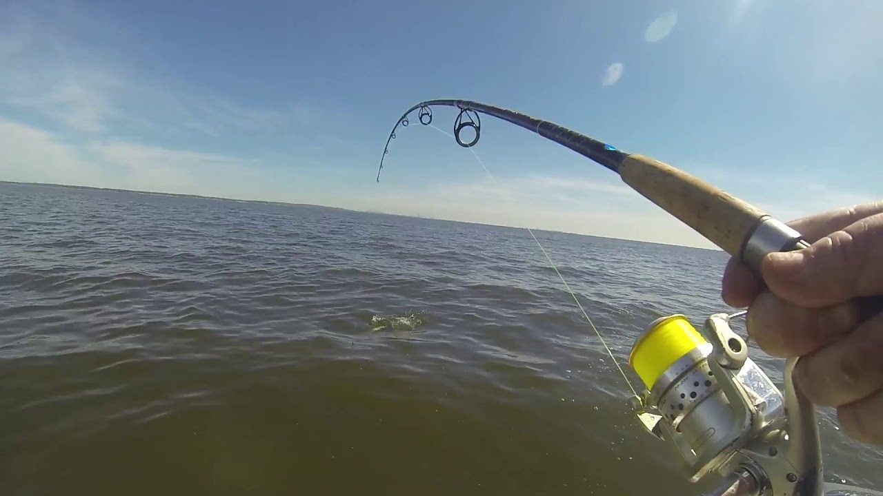 Raritan Bay Bluefish