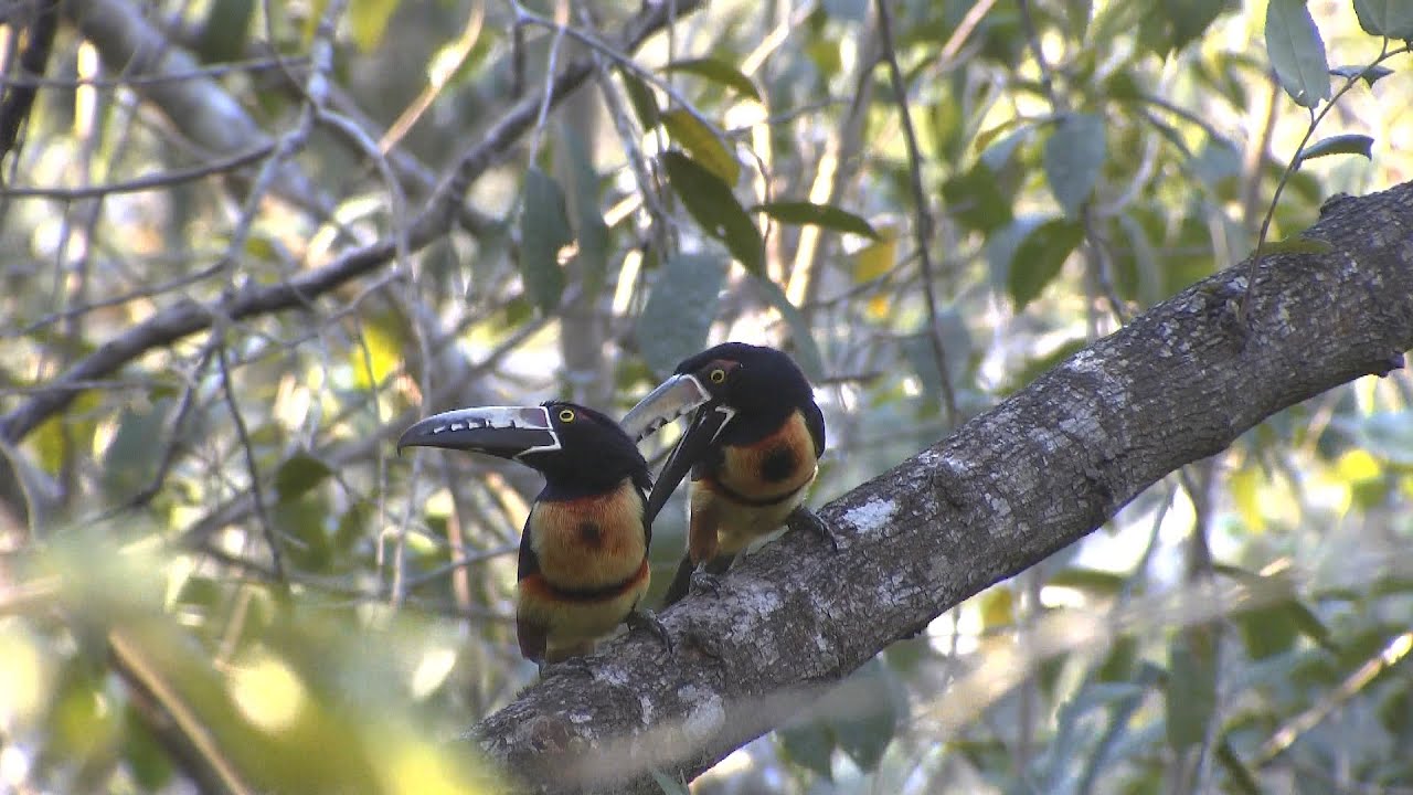 Birding Belize part 2