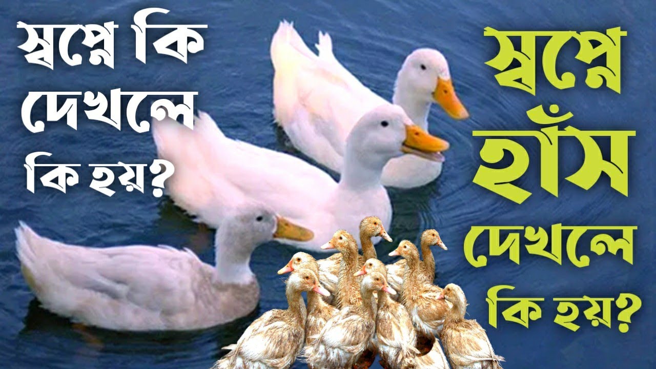 স্বপ্নে হাঁস দেখলে কি হয় | shopne hash dekhle ki hoy | dream explaination of ducks |