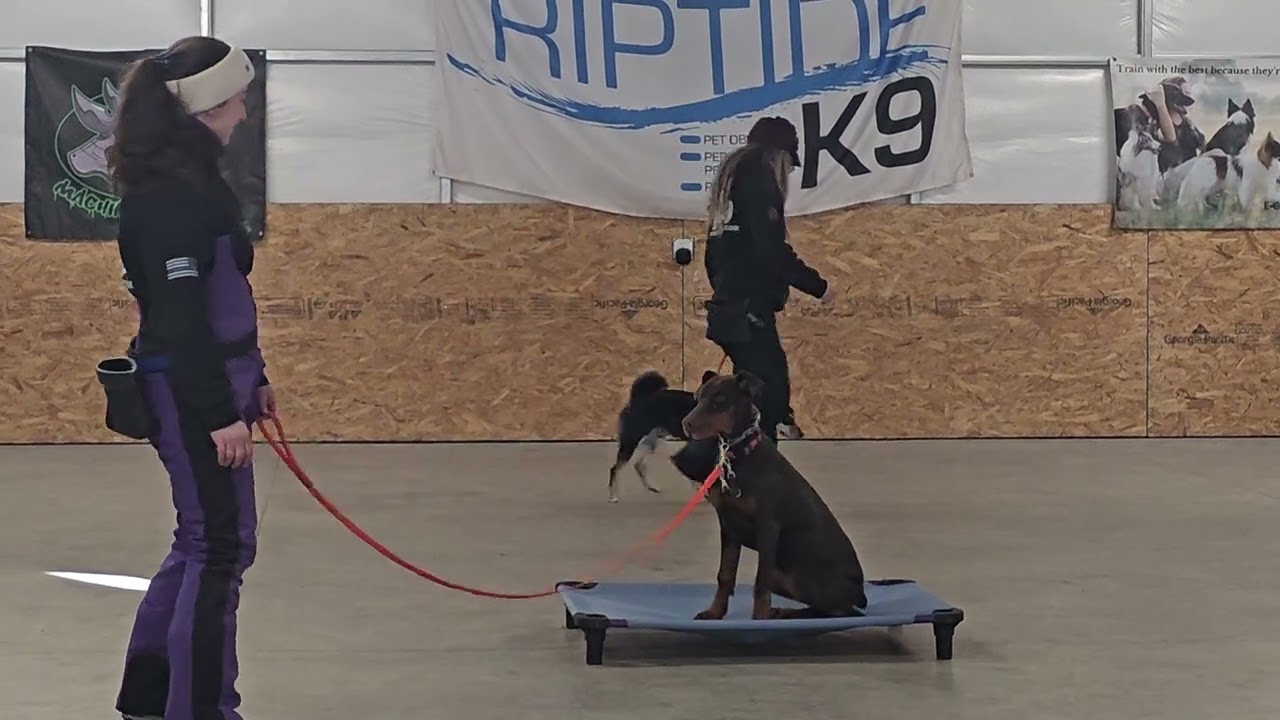 Raya on leash obedience training 1-29-26