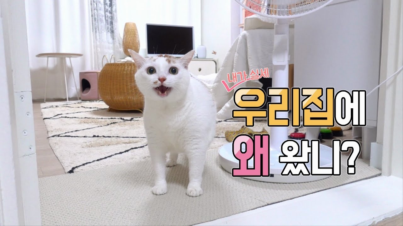 뽀양이가 남자친구를 처음 만났어요