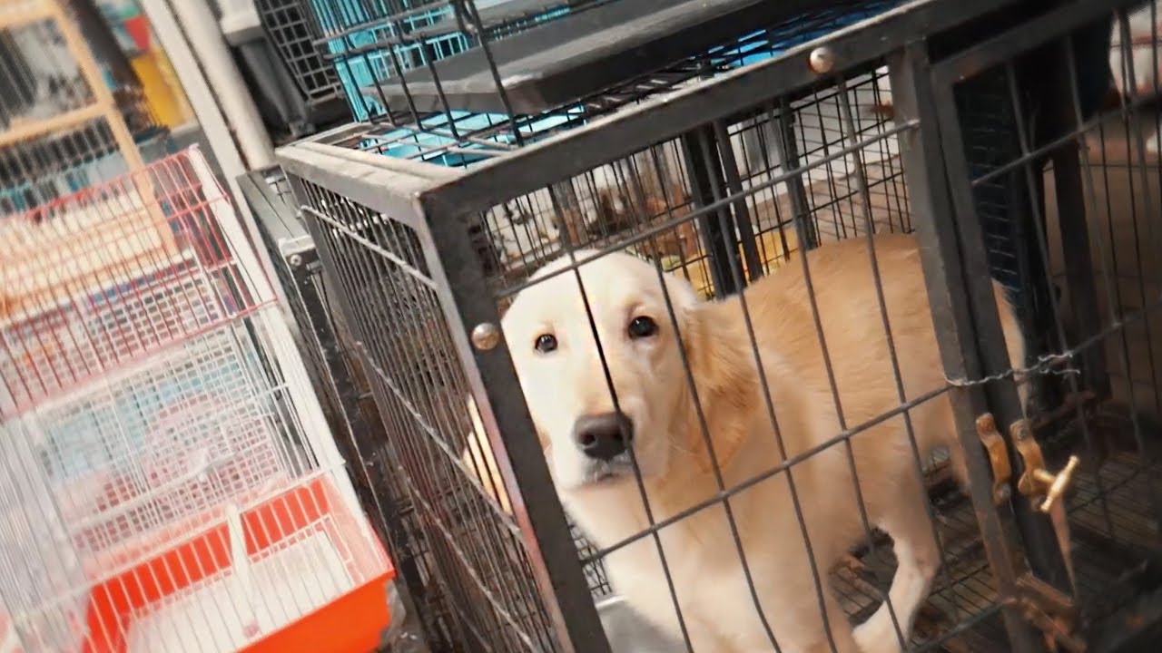 Caged Animals in Teze Bazar, Baku 🇦🇿 (GRAPHIC CONTENT)