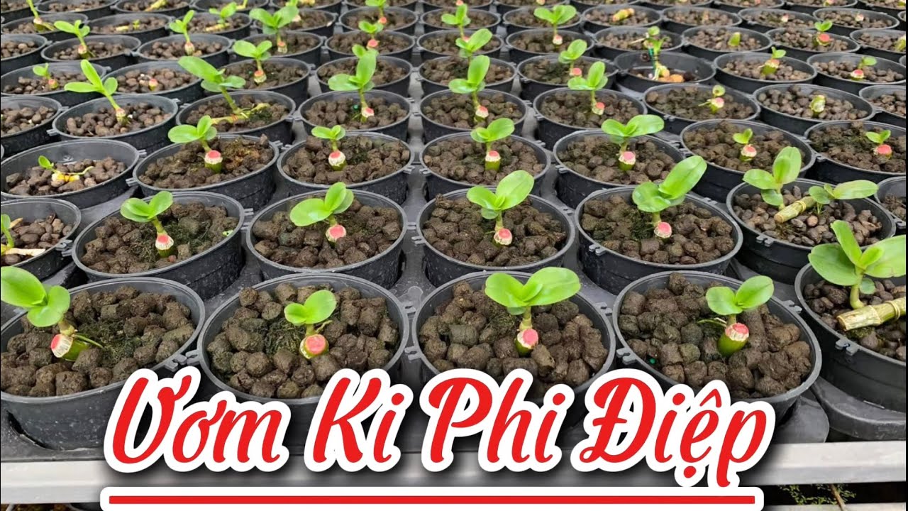 Mùa Ươm Ki!