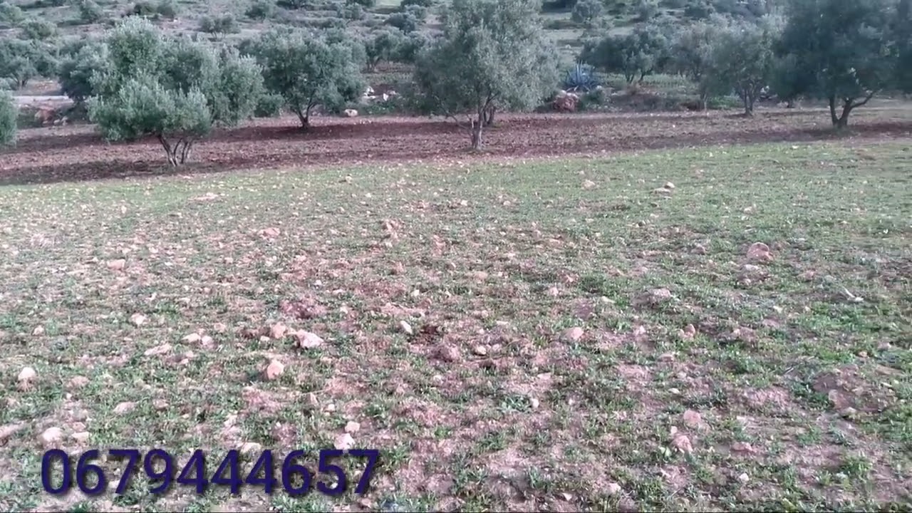 ارض للبيع على طريق مغروسة شويا ديال زيتون بين صفرو او المنزل موقع سياحي صالحة لمشروع او فلاحة