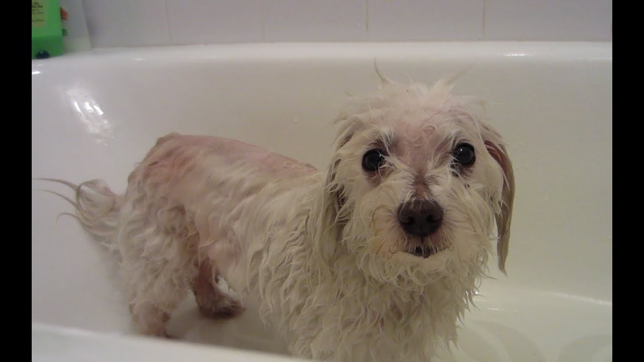 Puppy Hates Bath (9/5/11)