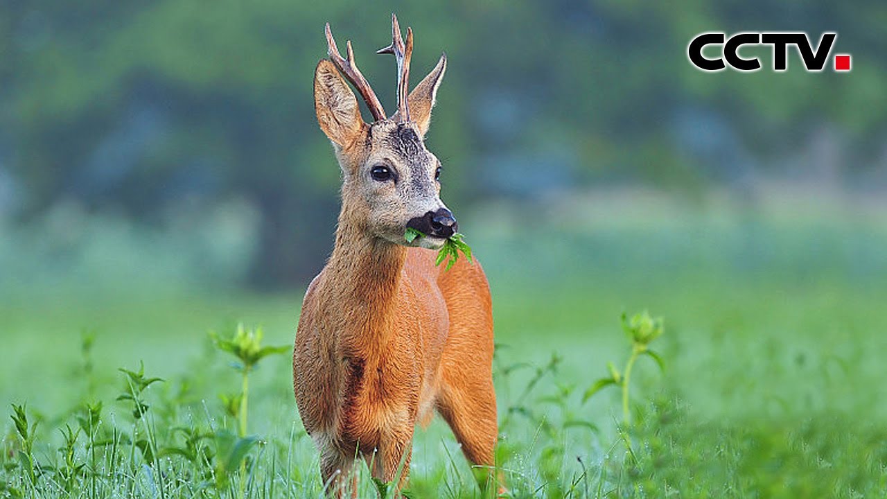 【4K】&ldquo;傻狍子&rdquo;真的傻吗？为何它却是丛林的赢家 | CCTV
