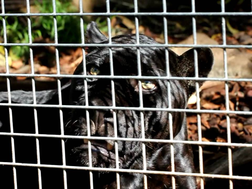 Black Jaguar Roaring
