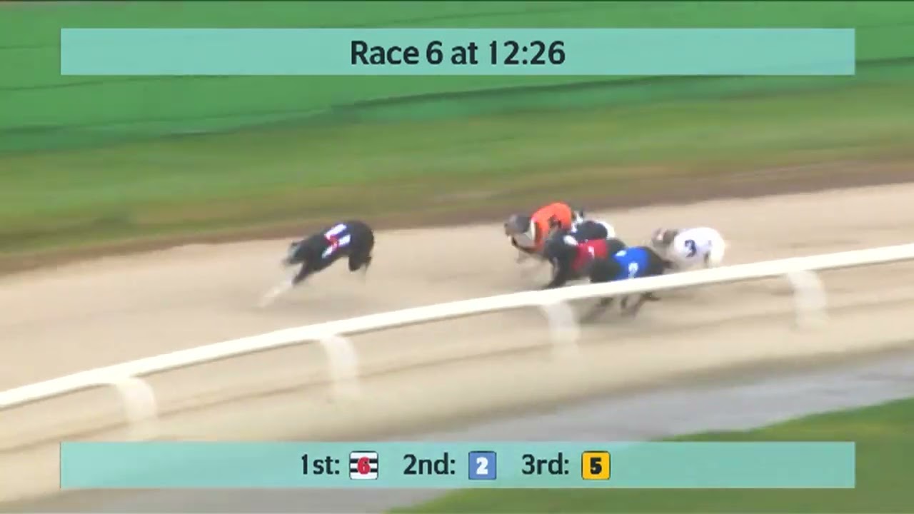 Monmore Greyhounds Races on 11th February 2026