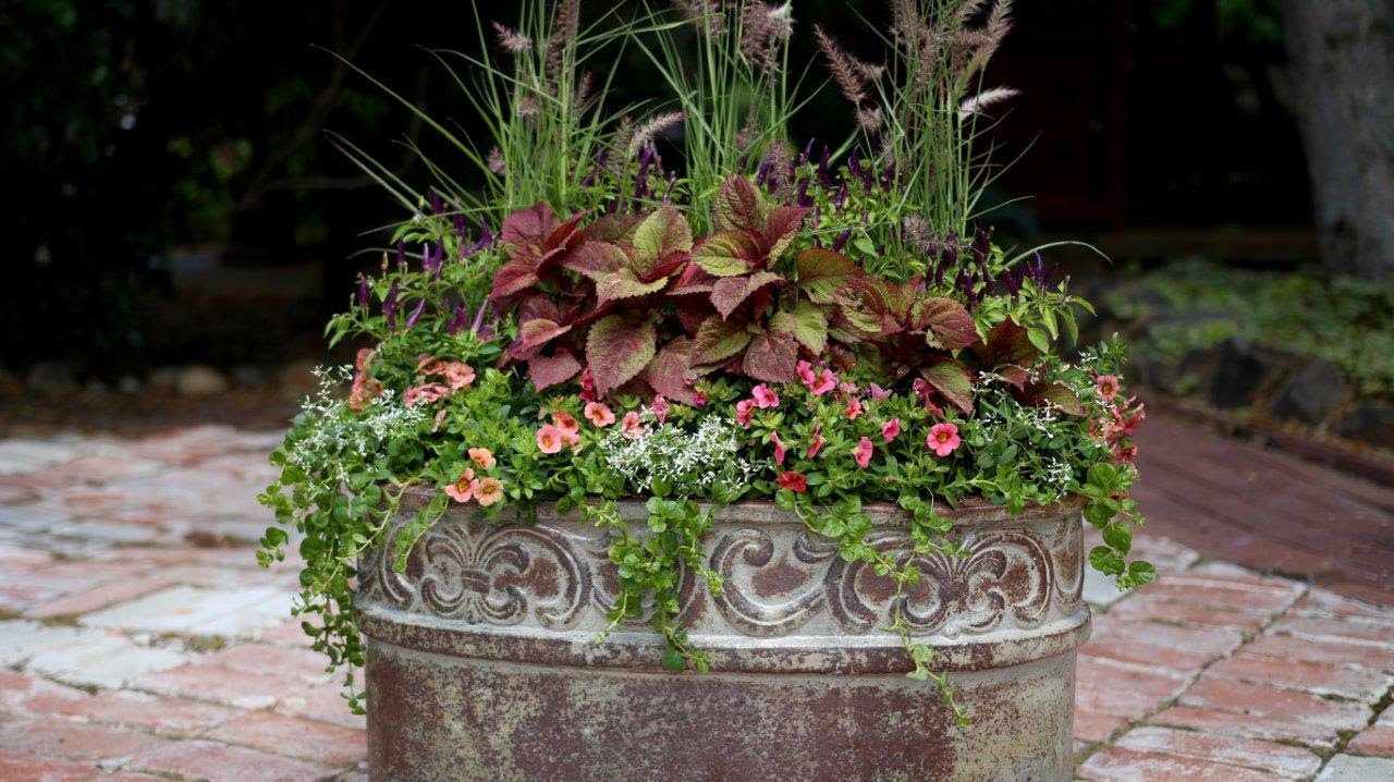 Container Garden with Texture | Proven Winners Planting Idea