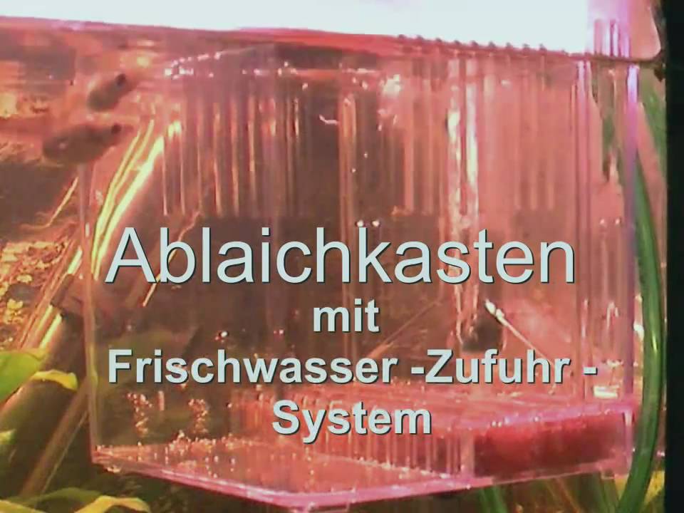 Aquarium Ablaichkasten mit Frischwasser System