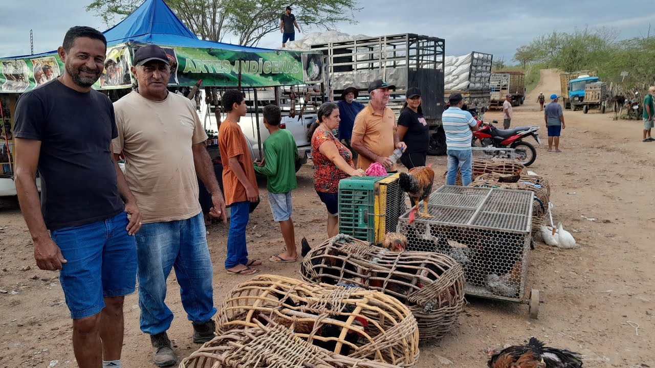 Feira de galinhas caipira da Vila do jerimum Taquaritinga do Norte PE 15/02/2026.
